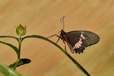  Kuş kanadı kelebeği (parides erithalion)                              