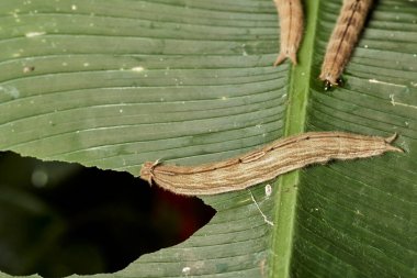Kuş kanadı tırtılı (parides erithalion))                               