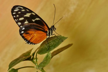    Uzun kuyruklu kaplan kelebeği (heliconius hekale)                                      