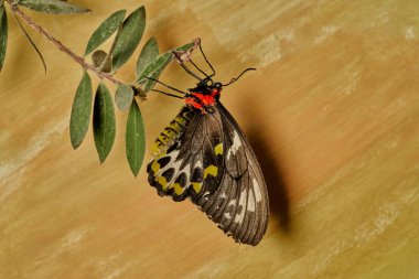    mariposa alas de pjaro (parides erithalion)                            