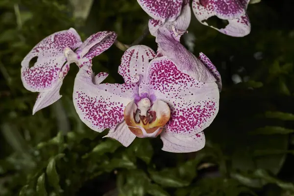 Pembe kelebek orkidesi (phalaenopsis aphrodite)                               