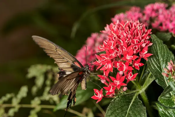 Kuş kanadı kelebeği (parides erithalion)                               