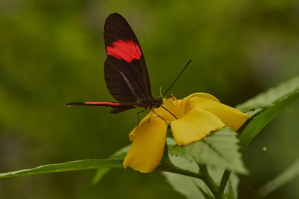  Çiçek üzerindeki postacı kelebeği (heliconius melpomene)                              