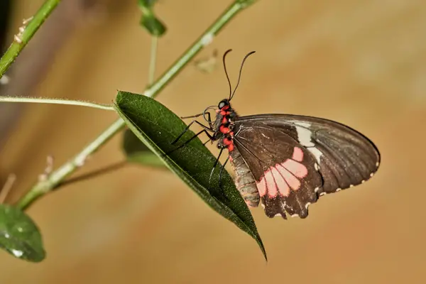  Kuş kanadı kelebeği (parides erithalion)                              