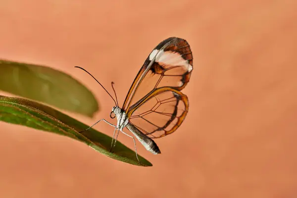 Yeşil bir yaprağın üzerinde cam salıncak kelebeği (Greta Oto)                               