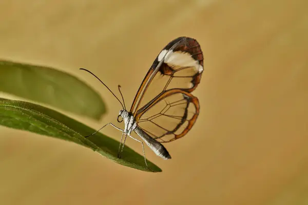 Yeşil bir yaprağın üzerinde cam salıncak kelebeği (Greta Oto)                               