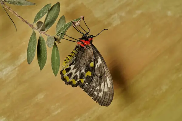    mariposa alas de pjaro (parides erithalion)                            