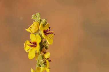   Yeşil saplı sarı çiçekler                             