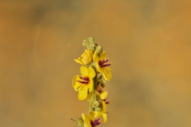   Yeşil saplı sarı çiçekler                             