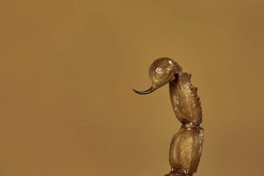 Akrep sokması ya da taşın üzerindeki sarı akrep                          