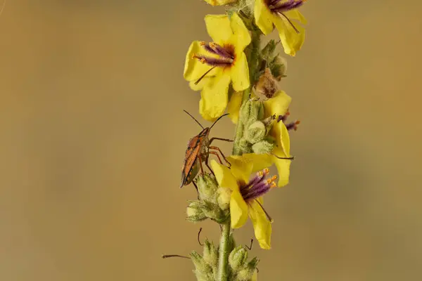   Yeşil çalılıktaki hata                             