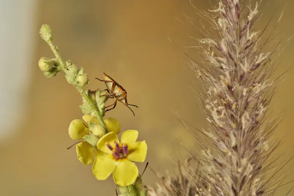   Yeşil çalılıktaki hata                             