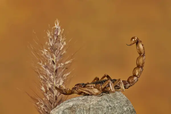 Akrep sokması ya da taşın üzerindeki sarı akrep                          