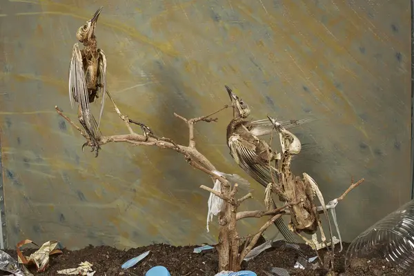 Kuru bir dala tünemiş kuş iskeleti                               