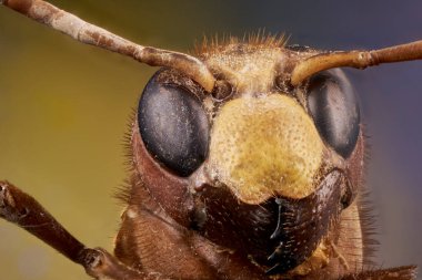 Eşek arısının uç makrodaki portresi.                               