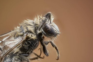 Ekstrem makrodaki küçük sinek                               