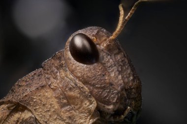 çekirge başı portresi uç makroda                         