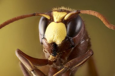 Eşek arısının uç makrodaki portresi.                               