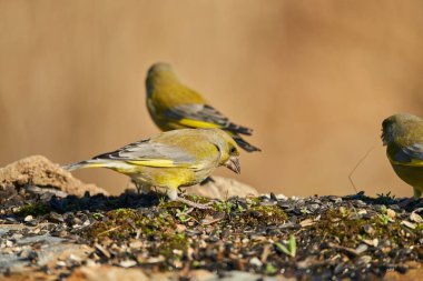 Avrupa yeşil ispinozu veya yaygın yeşil ispinoz (Chloris chloris)                               