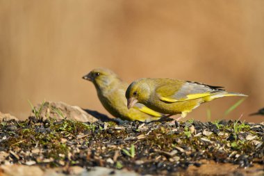 Avrupa yeşil ispinozu veya yaygın yeşil ispinoz (Chloris chloris)                               