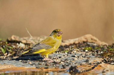 Avrupa yeşil ispinozu veya yaygın yeşil ispinoz (Chloris chloris)                               