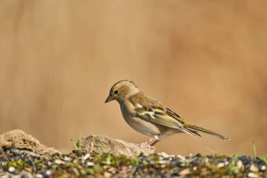      Chaffinch (Fringilla coelebs) gölette                          