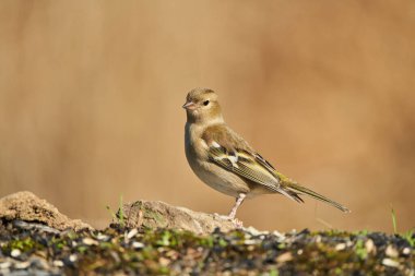      Chaffinch (Fringilla coelebs) gölette                          