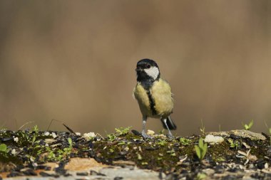  great tit (Parus major) in the park                              