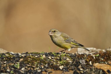 Avrupa yeşil ispinozu veya yaygın yeşil ispinoz (Chloris chloris)                               