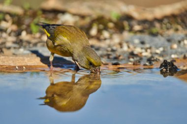 Avrupa yeşil ispinozu veya yaygın yeşil ispinoz (Chloris chloris)                               