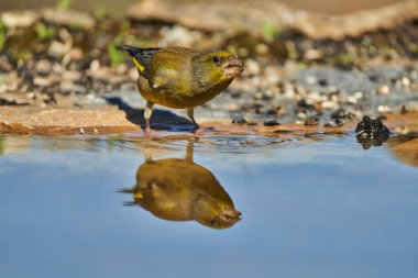       The European greenfinch or common greenfinch (Chloris chloris)                          clipart