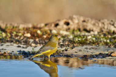 Avrupa yeşil ispinozu veya yaygın yeşil ispinoz (Chloris chloris)                               