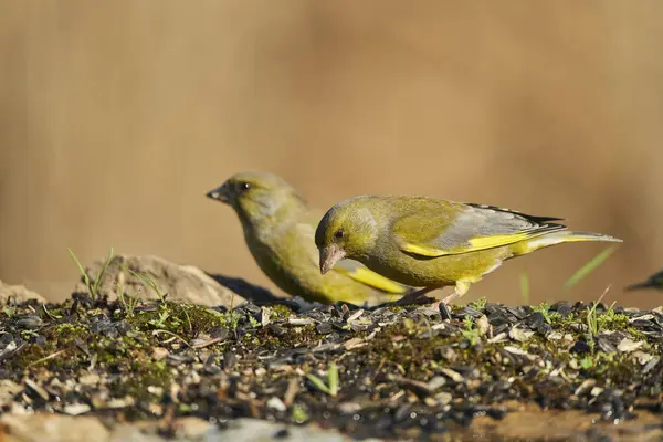 Avrupa yeşil ispinozu veya yaygın yeşil ispinoz (Chloris chloris)                               