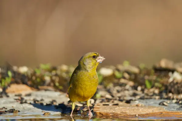 Avrupa yeşil ispinozu veya yaygın yeşil ispinoz (Chloris chloris)                               