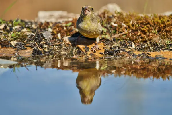 Avrupa yeşil ispinozu veya yaygın yeşil ispinoz (Chloris chloris)                               