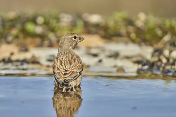     Gölette Dunnock (Prunella modularis)                           