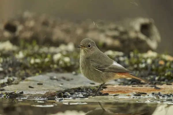    Gölette siyah kırmızılaştırma (Phoenicurus ochruros)                            