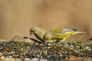 Avrupa yeşil ispinozu veya yaygın yeşil ispinoz (Chloris chloris)                               