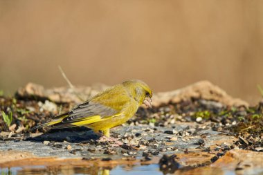 Avrupa yeşil ispinozu veya yaygın yeşil ispinoz (Chloris chloris)                               