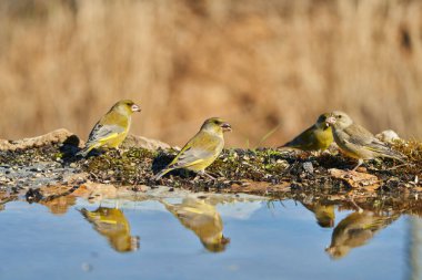 Avrupa yeşil ispinozu veya yaygın yeşil ispinoz (Chloris chloris)                               