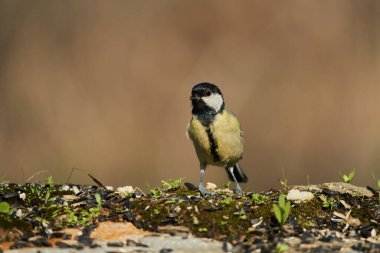  great tit (Parus major) in the park                              