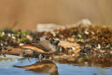    Gölette siyah kırmızılaştırma (Phoenicurus ochruros)                            