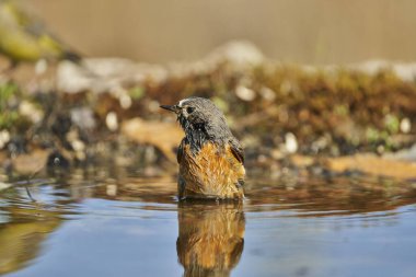    Gölette siyah kırmızılaştırma (Phoenicurus ochruros)                            