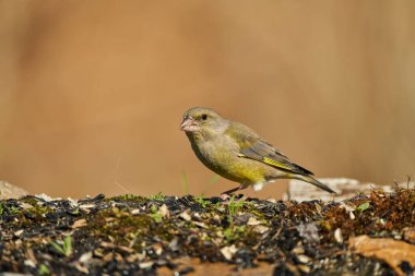 Avrupa yeşil ispinozu veya yaygın yeşil ispinoz (Chloris chloris)                               