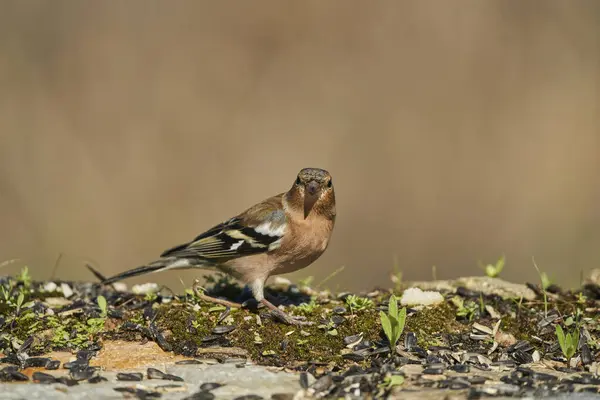      Chaffinch (Fringilla coelebs) gölette                          