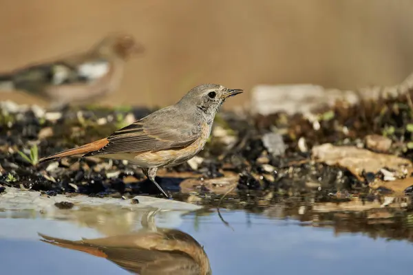 Gölette siyah kırmızılaştırma (Phoenicurus ochruros)                      