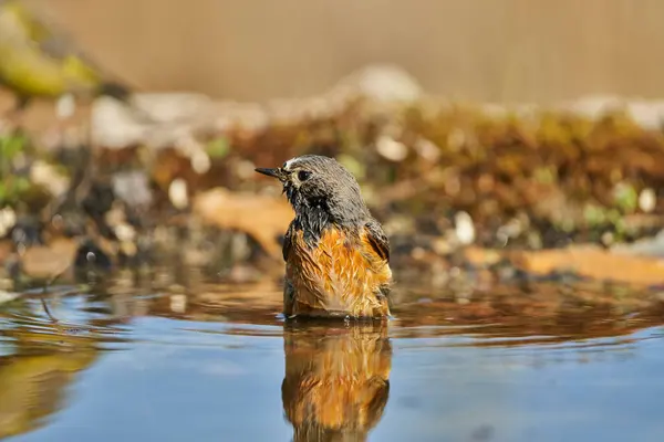    Gölette siyah kırmızılaştırma (Phoenicurus ochruros)                            
