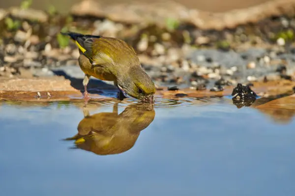 Avrupa yeşil ispinozu veya yaygın yeşil ispinoz (Chloris chloris)                               