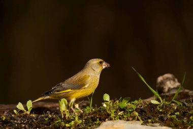  Avrupa yeşil ispinozu (Chloris chloris) tünemiştir                              
