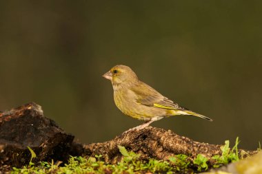  Avrupa yeşil ispinozu (Chloris chloris) tünemiştir                              